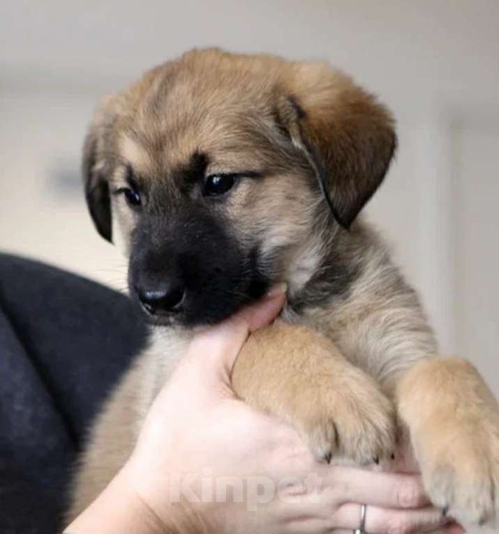 Собаки в других городах Московской области: В добрые руки Мальчик, Бесплатно - фото 1