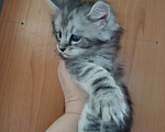 Кошки в Санкт-Петербурге: Котик Мальчик, 45 000 руб. - фото 5