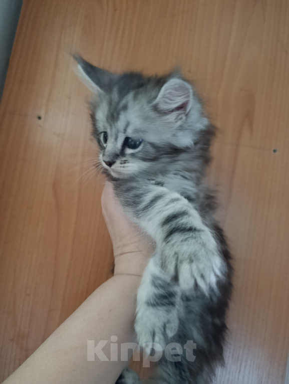 Кошки в Санкт-Петербурге: Котик Мальчик, 45 000 руб. - фото 5
