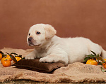 Собаки в Сертолово: Щенки лабрадора из питомника  Мальчик, Бесплатно - фото 3