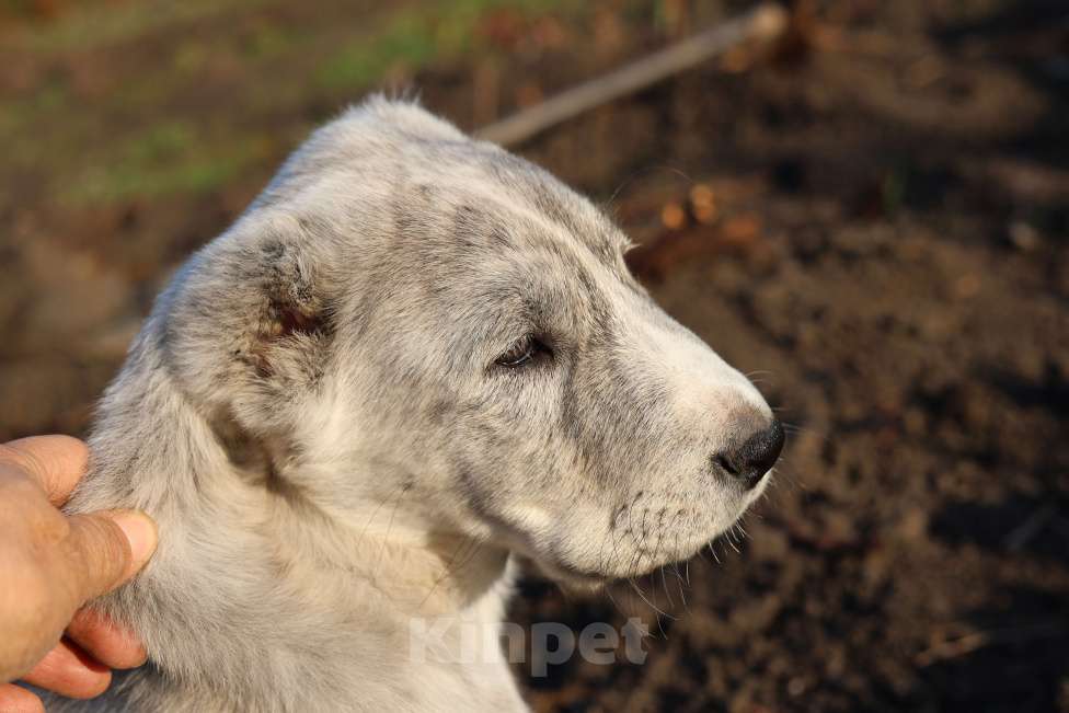 Собаки в Краснодаре: Щенки алабая Мальчик, 50 000 руб. - фото 3
