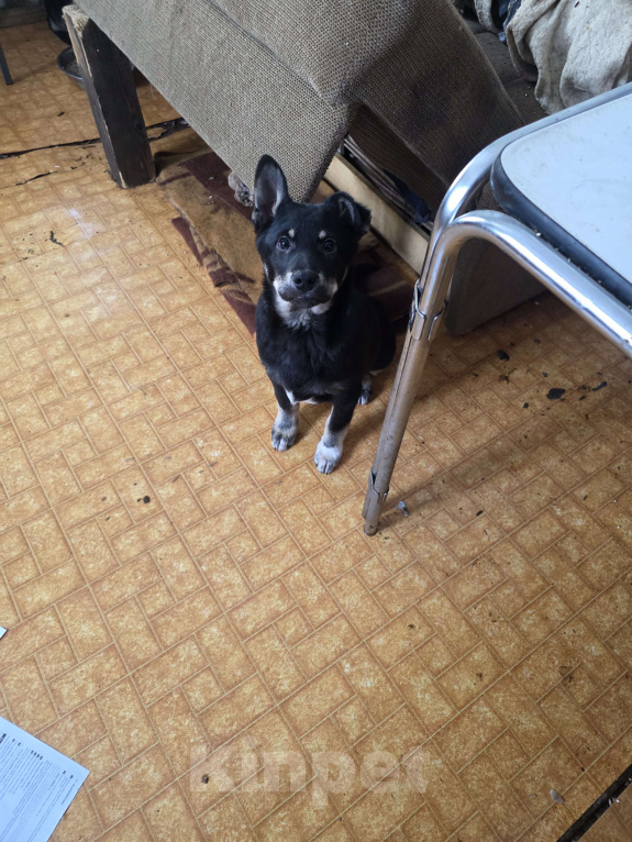 Собаки в других городах Московской области: Отдам щенка в добрые руки. Мальчик, Бесплатно - фото 1