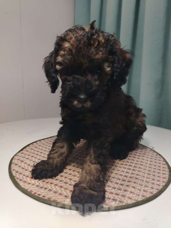 Собаки в Котельнике: Пудель с документами РКФ Разнополые, Бесплатно - фото 9
