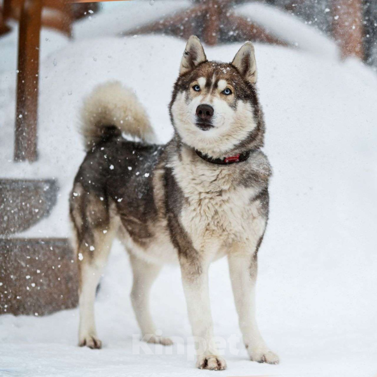 Собаки в Москве: Балто Мальчик, Бесплатно - фото 5