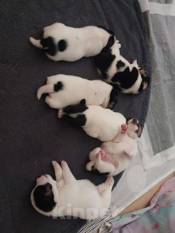 Собаки в других городах Красноярского края: Девочка Девочка, 15 000 руб. - фото 5