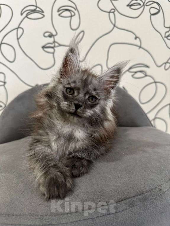 Кошки в Нижнем Новгороде: Котенок породы Мейн-кун Девочка, Бесплатно - фото 1