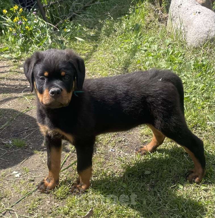 Собаки в других городах Ленинградской области: Щенок ротвейлера Мальчик, 45 000 руб. - фото 3