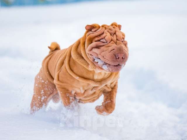 Собаки в Москве: Щенки шарпея из рук Заслуженного Заводчика РКФ Девочка, Бесплатно - фото 9