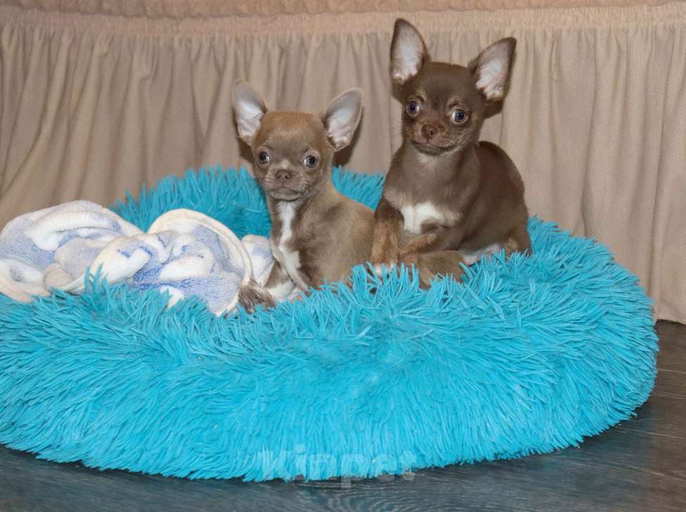 Собаки в Москве: Шоколадный чихуахуа Мальчик, 39 000 руб. - фото 4