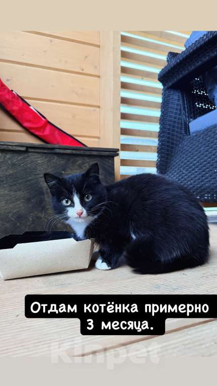 Кошки в Москве: Котенок Орео мальчик Мальчик, Бесплатно - фото 2