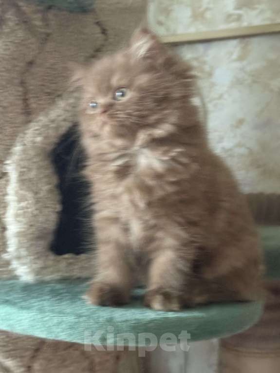 Кошки в Люберцах: Шотландские котята Девочка, Бесплатно - фото 2