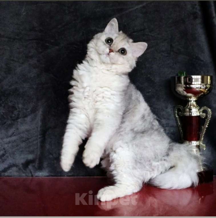 Кошки в Ростове-на-Дону: Кудрявая кошечка селкирк рекс  в добрые руки Девочка, Бесплатно - фото 1