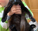 Кошки в Санкт-Петербурге: Красавец Бруно, элегантный черный котенок в добрые руки Мальчик, Бесплатно - фото 4