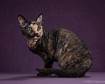 Кошки в Ливны: Котята без подшерстка, 15 руб. - фото 3