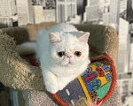 Кошки в Москве: Экзотические котята Мальчик, 12 000 руб. - фото 6
