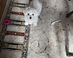 Собаки в Санкт-Петербурге: Мальтипу  Мальчик, 100 000 руб. - фото 6