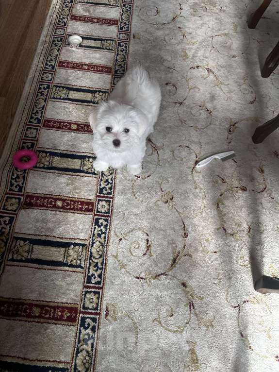 Собаки в Санкт-Петербурге: Мальтипу  Мальчик, 100 000 руб. - фото 6