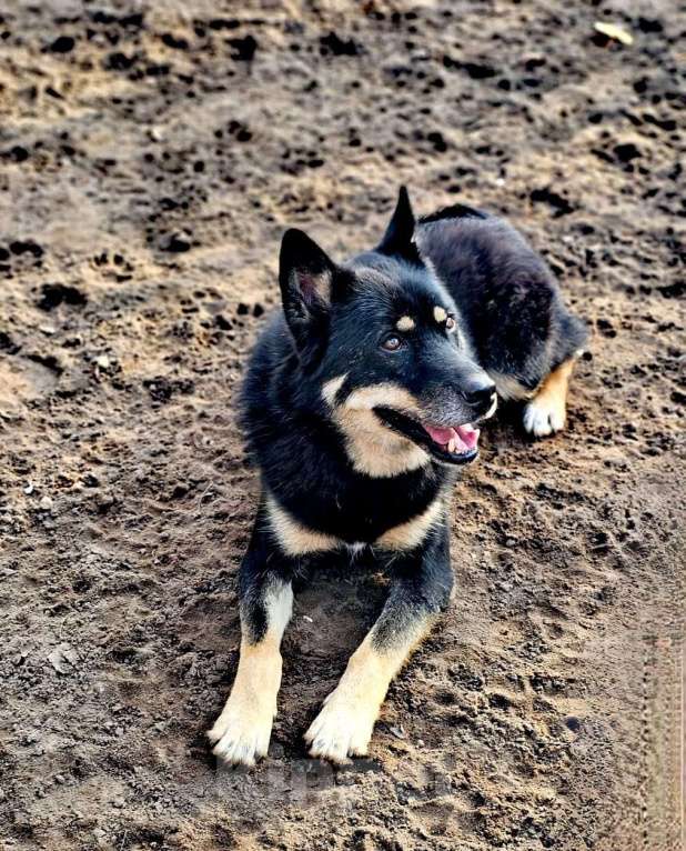 Собаки в Электрогорске: Джейсон ищет дом Мальчик, Бесплатно - фото 4
