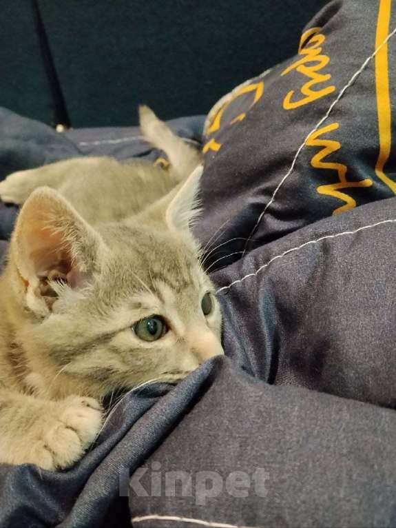 Кошки в Краснодаре: Полосатый мальчик Тишка Мальчик, Бесплатно - фото 2