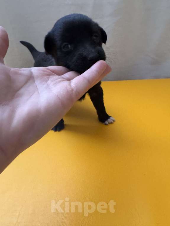 Собаки в Москве: Гришенька ищет родителей Мальчик, Бесплатно - фото 6