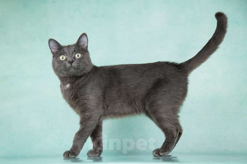 Кошки в Москве: Очаровательный русский голубой кот Дымок в добрые руки Мальчик, 1 руб. - фото 4