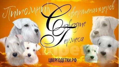 Собаки в Наро-Фоминске: Резервирование щенков, 60 000 руб. - фото 1