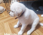 Собаки в Москве: Щенки лабрадора с документами Девочка, 35 000 руб. - фото 1
