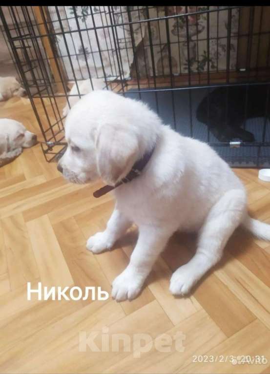 Собаки в Москве: Щенки лабрадора с документами Девочка, 35 000 руб. - фото 1