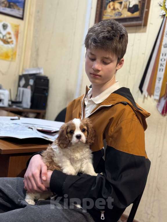Собаки в Нижнем Новгороде: Кавалер кинг чарльз спаниель мальчик Мальчик, 100 руб. - фото 4