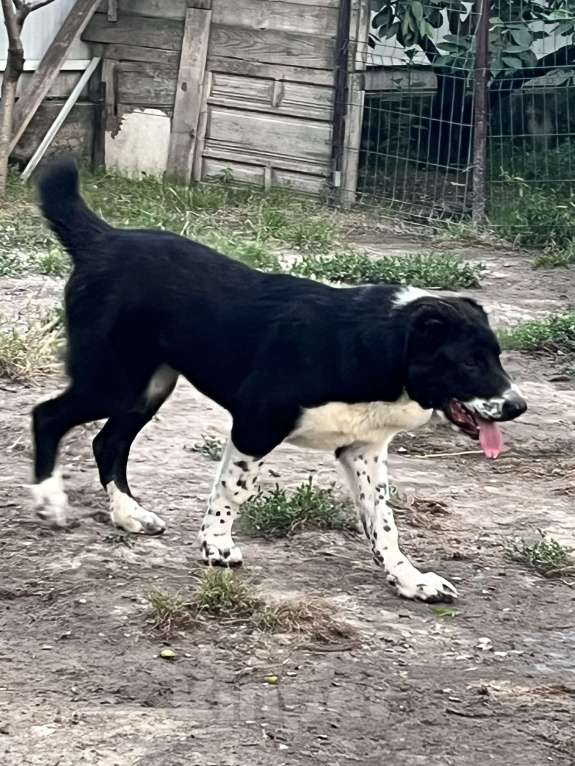 Собаки в Москве: Девочка среднеазиатской овчарки Девочка, 60 000 руб. - фото 3
