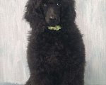 Собаки в Санкт-Петербурге: Пудель средний, сука черного окраса Девочка, 90 000 руб. - фото 2