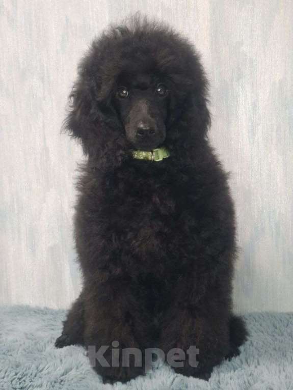 Собаки в Санкт-Петербурге: Пудель средний, сука черного окраса Девочка, 90 000 руб. - фото 2