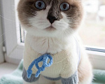Кошки в Жуковском: Кошка Ливи брошена Девочка, Бесплатно - фото 2