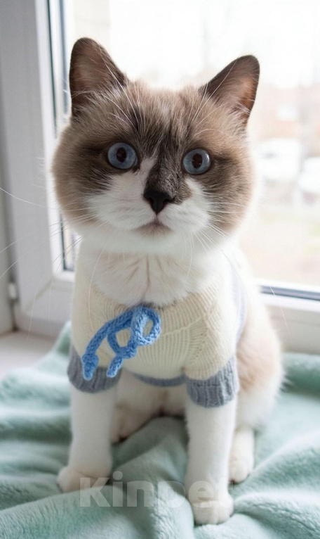 Кошки в Жуковском: Кошка Ливи брошена Девочка, Бесплатно - фото 2
