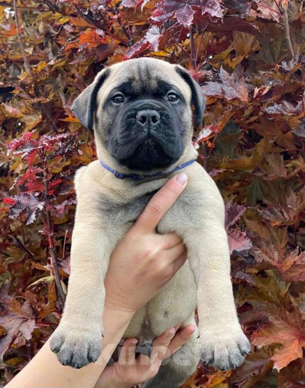 Собаки в других городах Московской области: Питомник Glorious Legacy  Мальчик, Бесплатно - фото 1