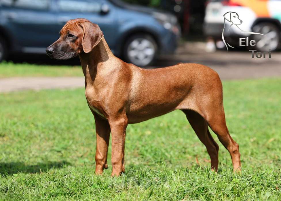 Собаки в Москве: Лучшая девочка родезийского риджбека  Девочка, Бесплатно - фото 1