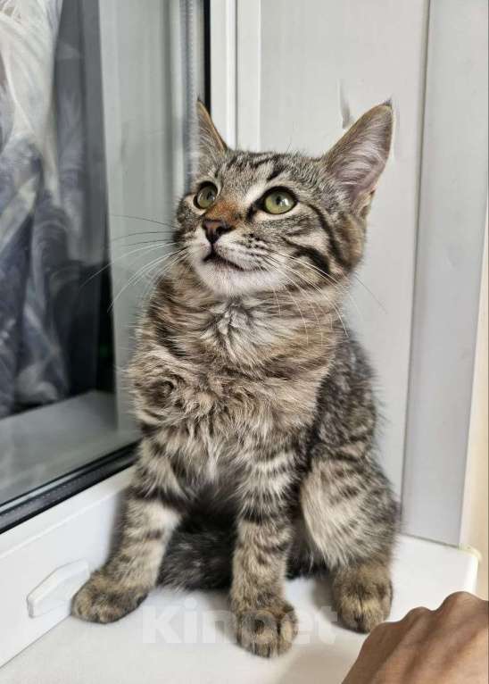 Кошки в Казани: Котята Разнополые, Бесплатно - фото 4