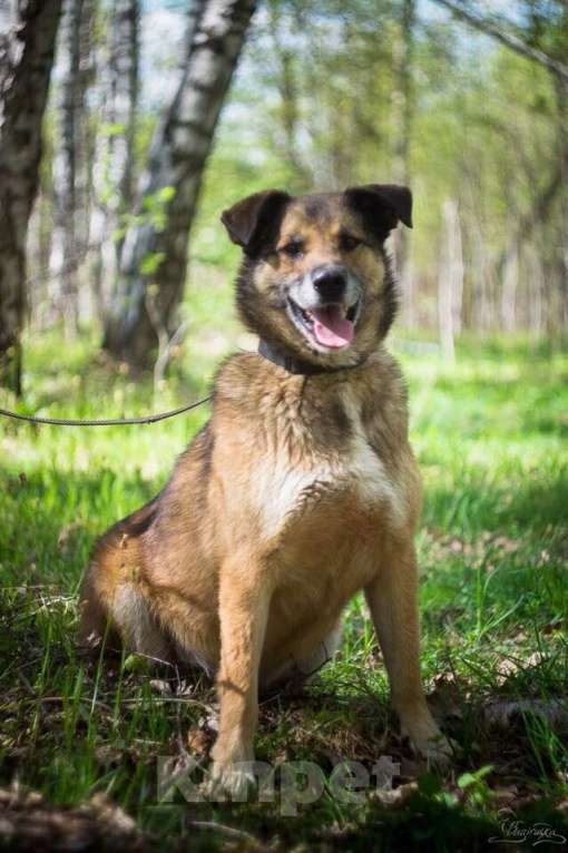 Собаки в Москве: Амулет Мальчик, Бесплатно - фото 2