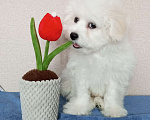 Собаки в Новосибирске: Бишон фризе. Девочка, 150 000 руб. - фото 1