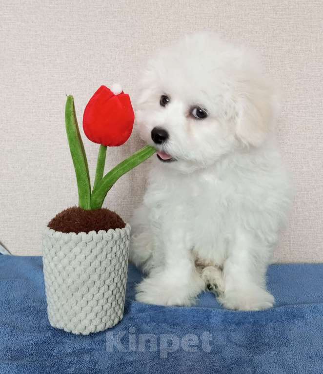 Собаки в Новосибирске: Бишон фризе. Девочка, 150 000 руб. - фото 1