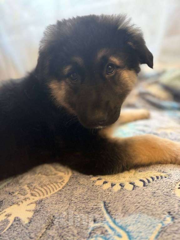 Собаки в Москве: Щенок в добрые руки Девочка, Бесплатно - фото 9