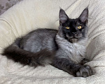 Кошки в Дмитрове: Черный дымчатый мальчик мейн кун Vitas Мальчик, 40 000 руб. - фото 2