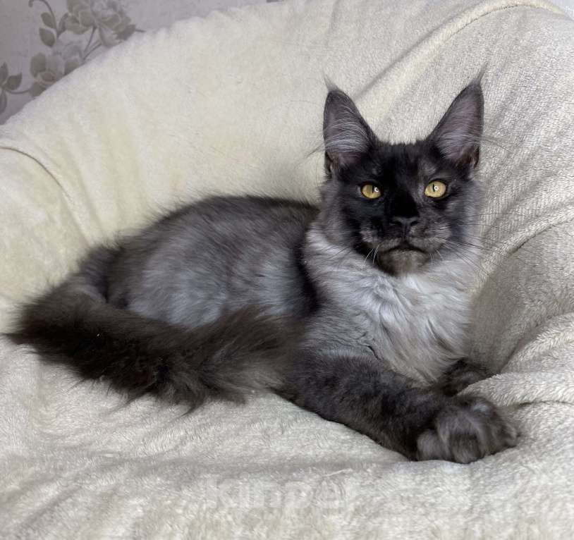 Кошки в Дмитрове: Черный дымчатый мальчик мейн кун Vitas Мальчик, 40 000 руб. - фото 2