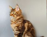 Кошки в Москве: Котенок Мейн-Кун Девочка Девочка, 45 000 руб. - фото 7