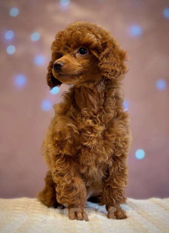 Собаки в Железногорске: той-пудель Девочка, Бесплатно - фото 1