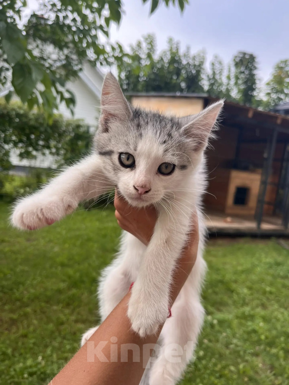 Кошки в других городах Московской области: Котенок в Добрые руки Мальчик, Бесплатно - фото 6