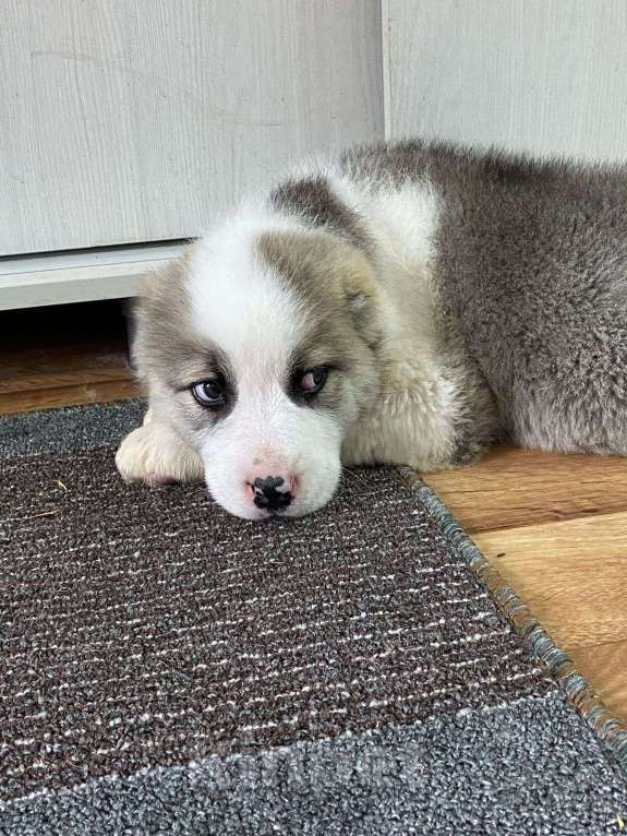 Собаки в других городах Ярославской области: Щенки САО Девочка, 60 000 руб. - фото 7