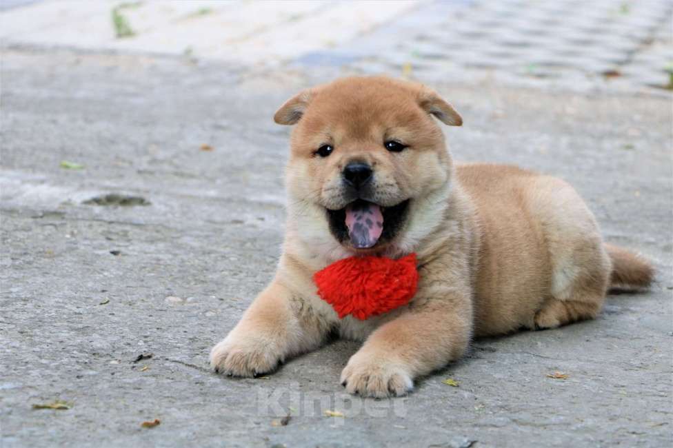 Собаки в Москве: Девочка Девочка, 40 000 руб. - фото 4