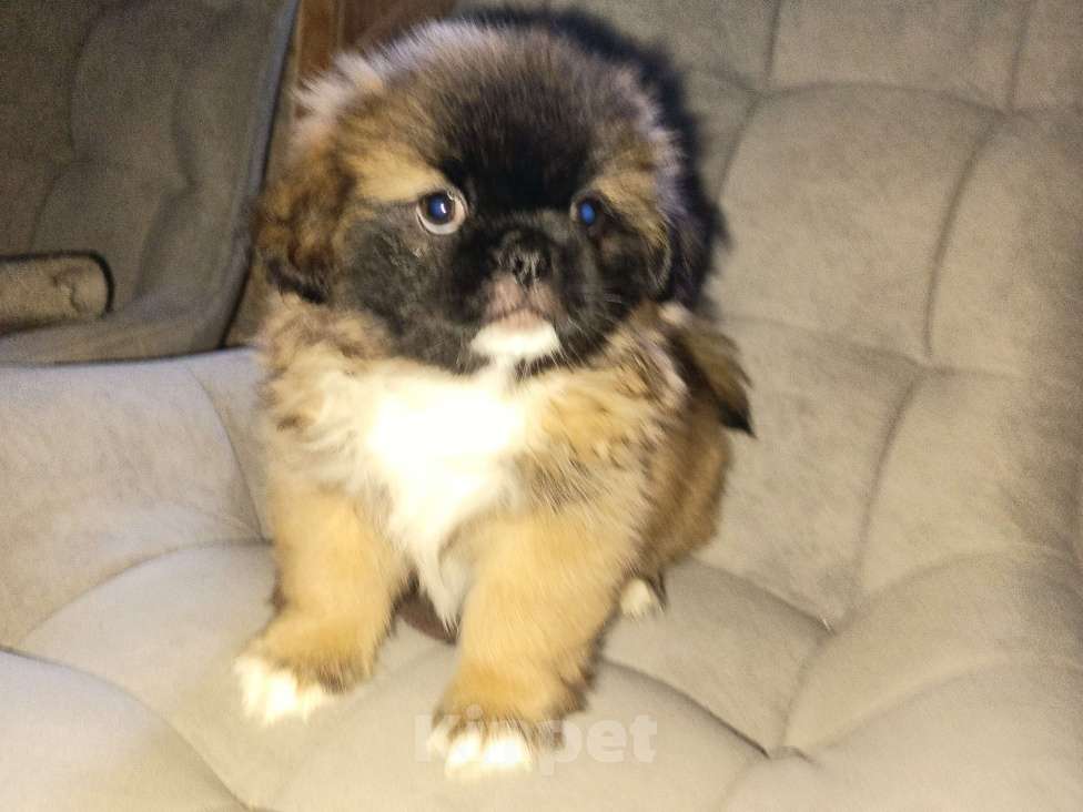 Собаки в Алуште: Малыши пекинесики  Мальчик, 10 000 руб. - фото 2