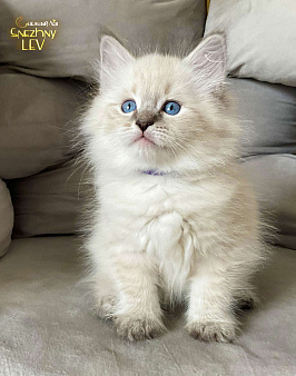 Породистый котенок